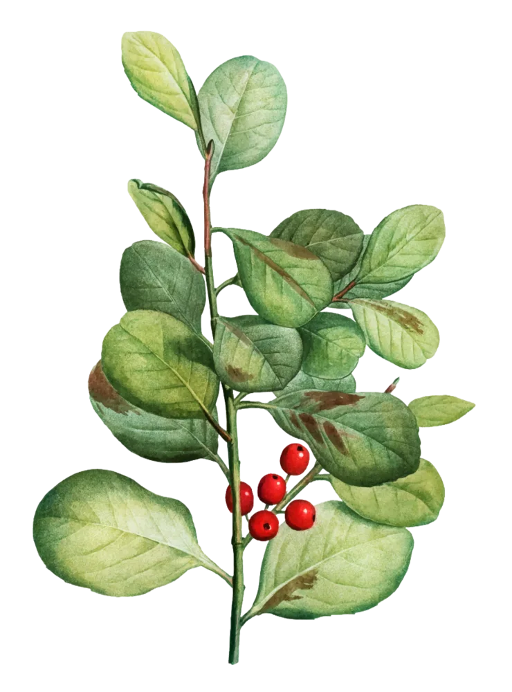 Black Pepper