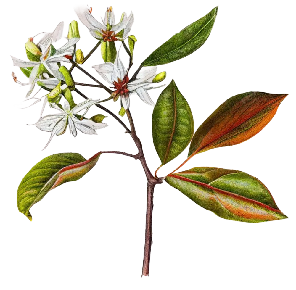 Cinnamon