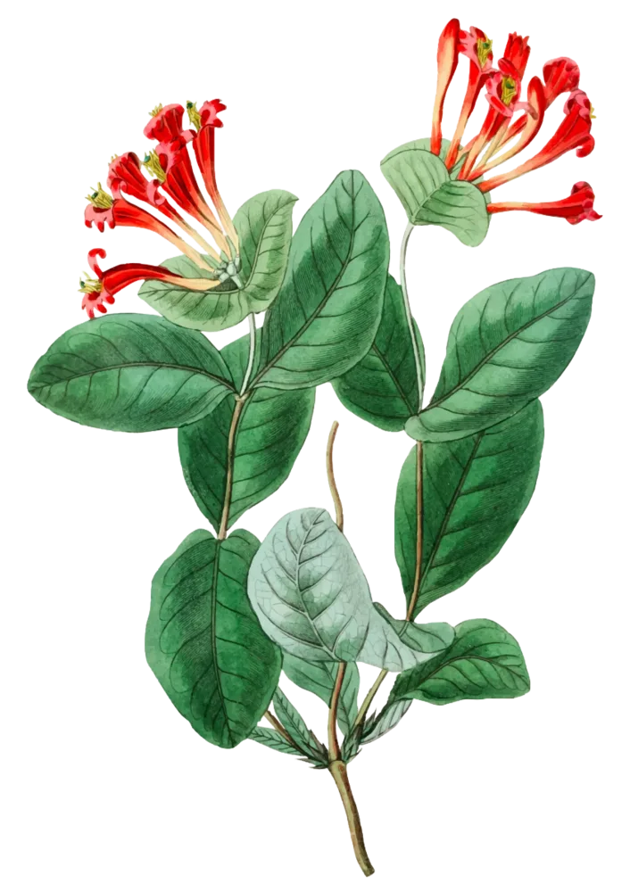 Clove