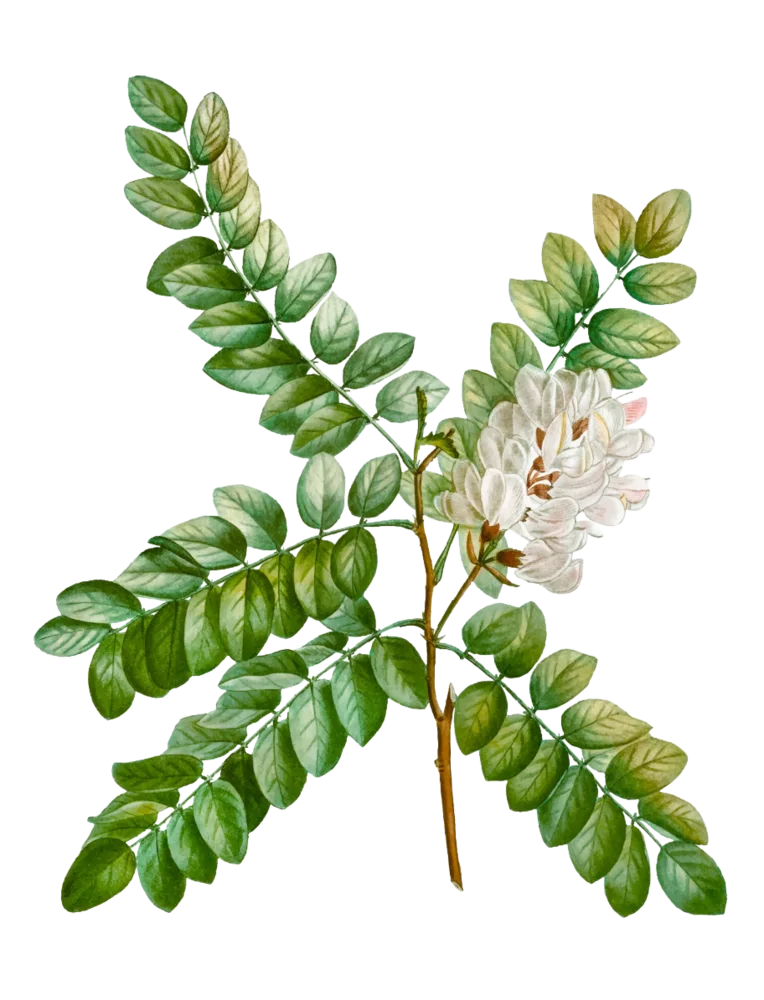 Moringa
