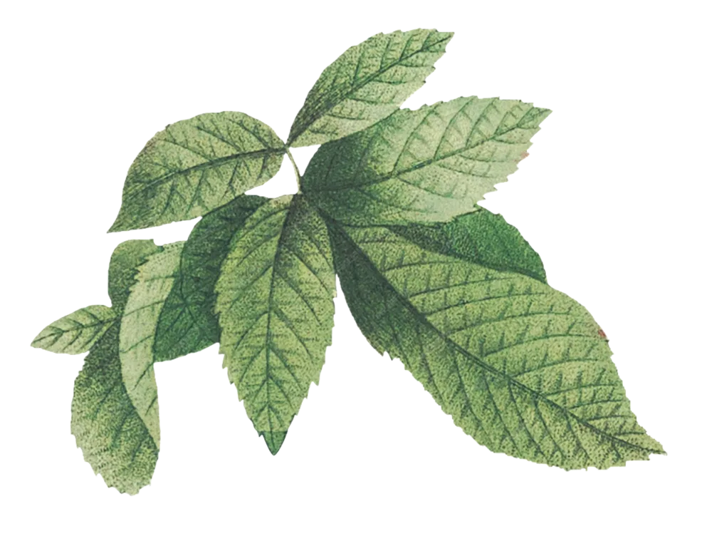 Mint