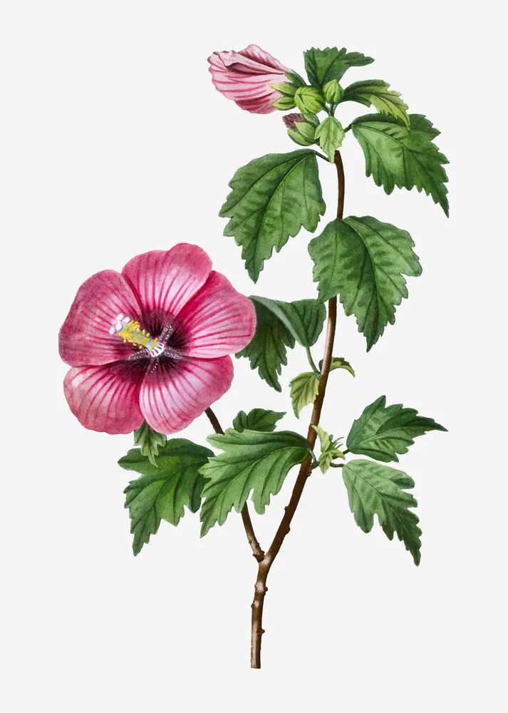 Hibiscus
