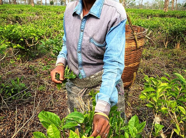 Hand-rolled tea