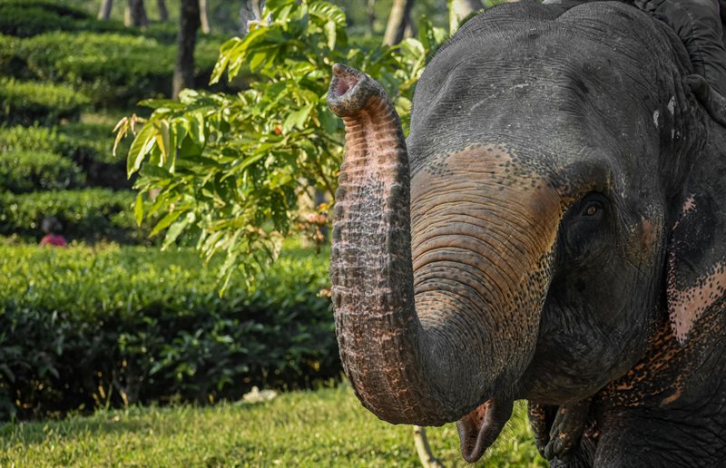 Elephants and tea farms
