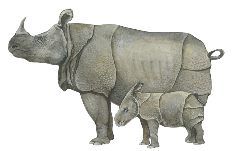 Kaziranga rhinos