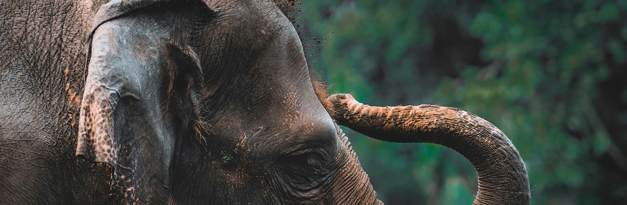 Close-up of an Asian elephant raising its trunk