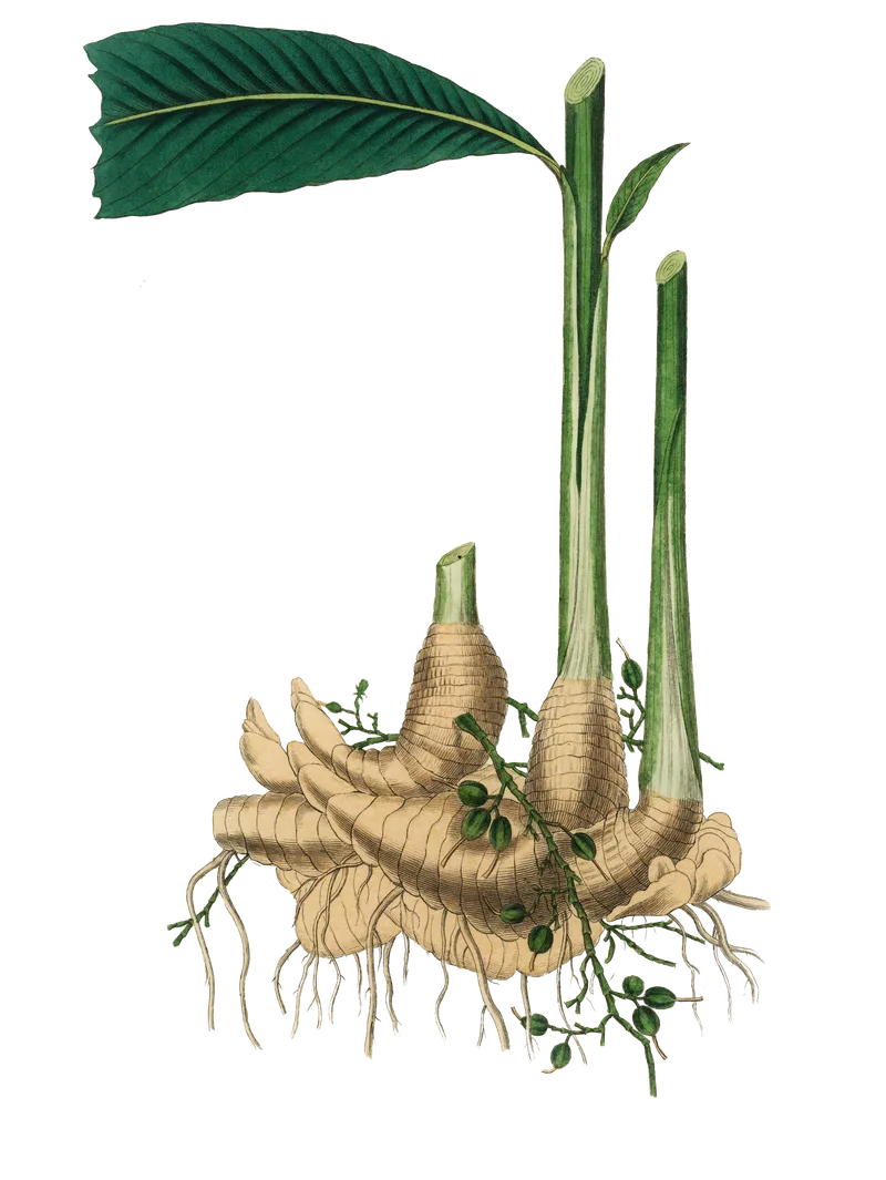 Turmeric