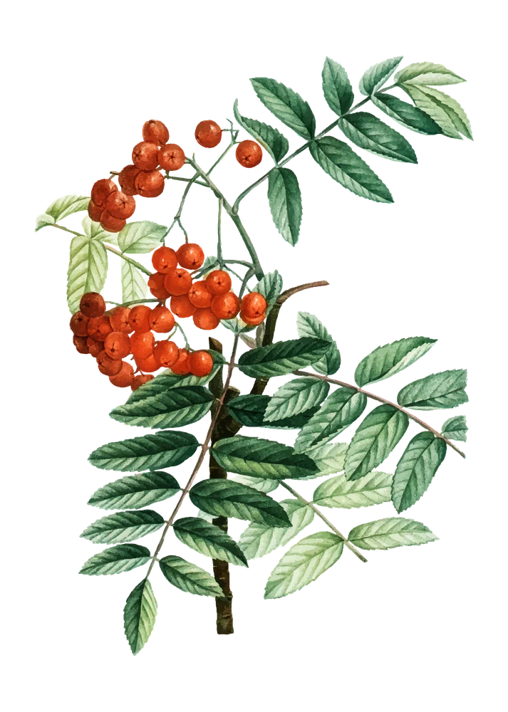 Himalayan sea buckthorn