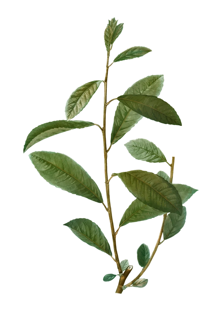 Bay leaf