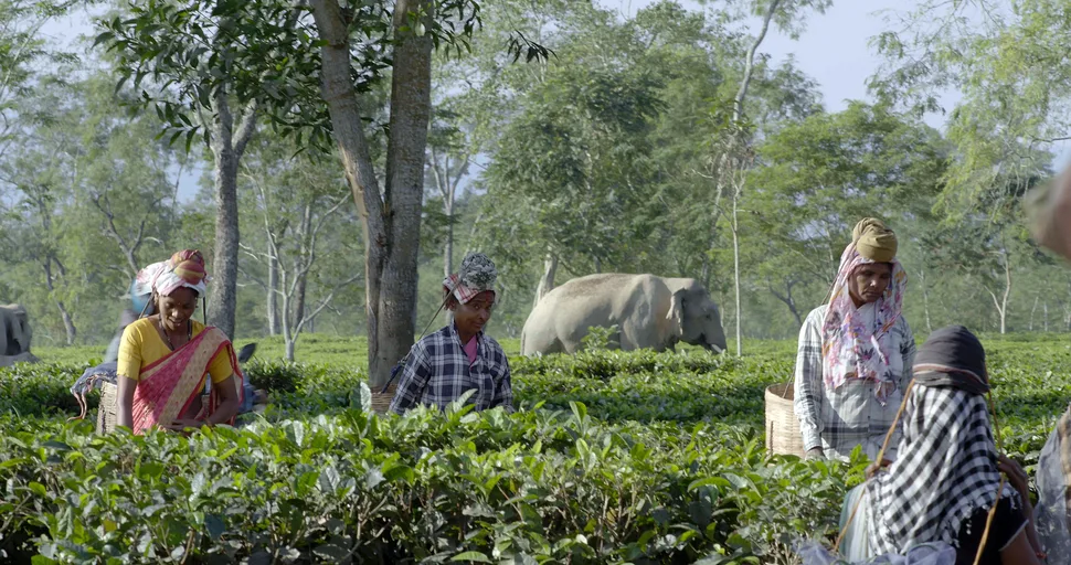 Tea pickers working a garden bordered by standing forest