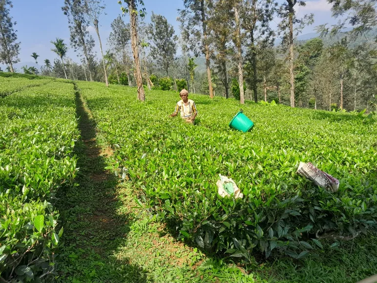A hand-rolling and blending unit set up beside the tea gardens