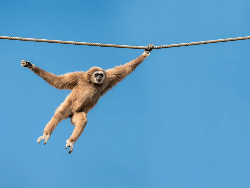 A gibbon crossing a rope canopy bridge strung above an estate road