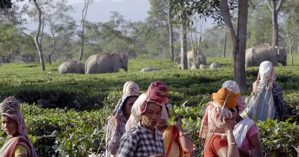Villagers watching a herd of elephants move along the edge of an estate