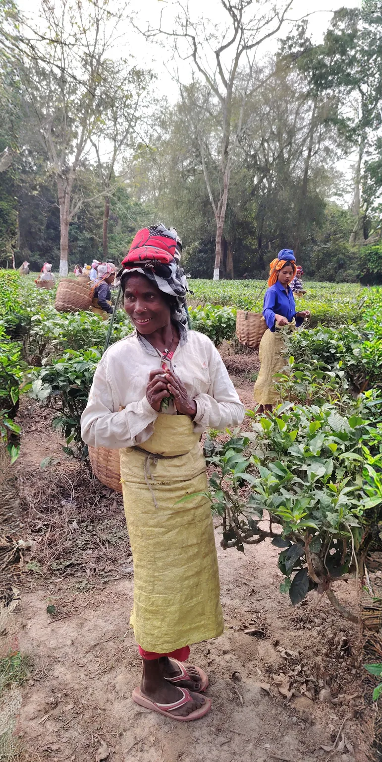 A young student carrying harvested leaf at the edge of the tea gardens
