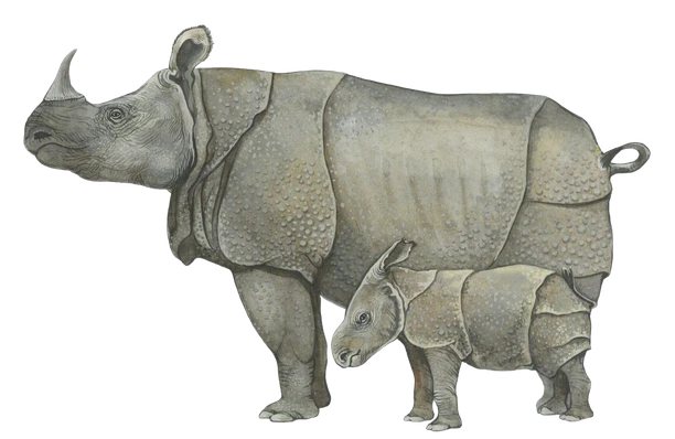 Illustration of a greater one-horned rhinoceros with its calf