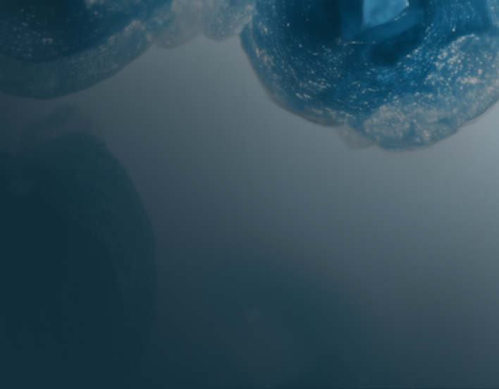Close-up view of translucent blue jellyfish floating in dark water.