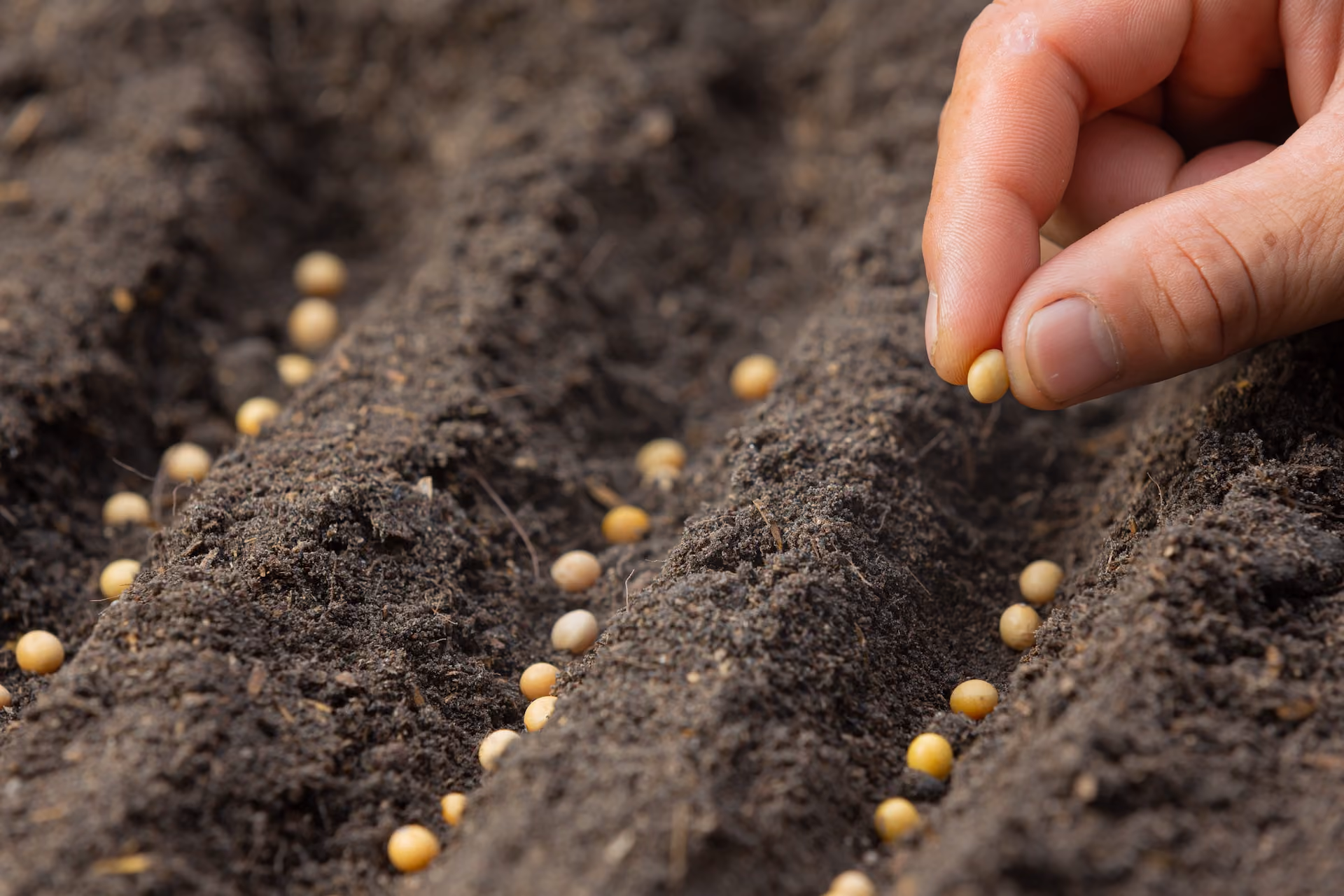 Hand planting seeds in cultivated soil