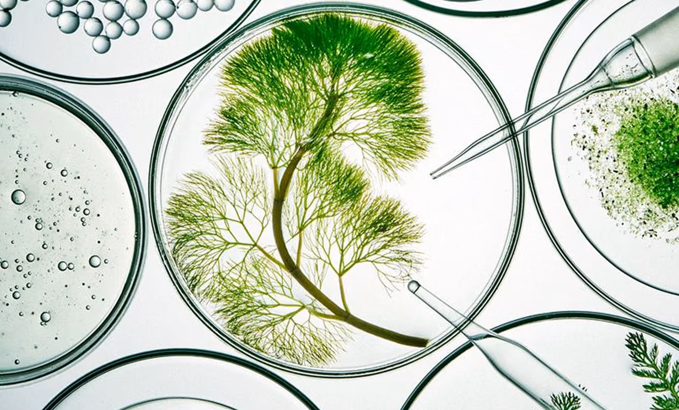 Laboratory analysis of plant samples