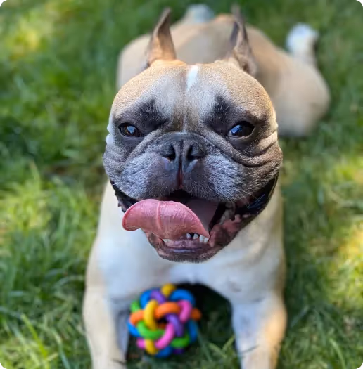 Olver, a gorgeous French bulldog