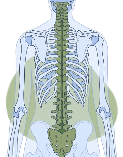 Illustration of human skeleton's back, highlighting spine and ribs in green and blue tones.