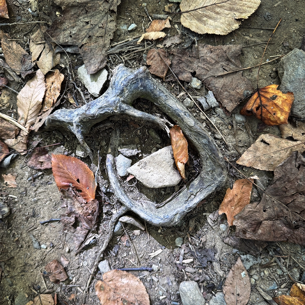 A root forming a spiral surrounded by leaves, rocks, and dirt.