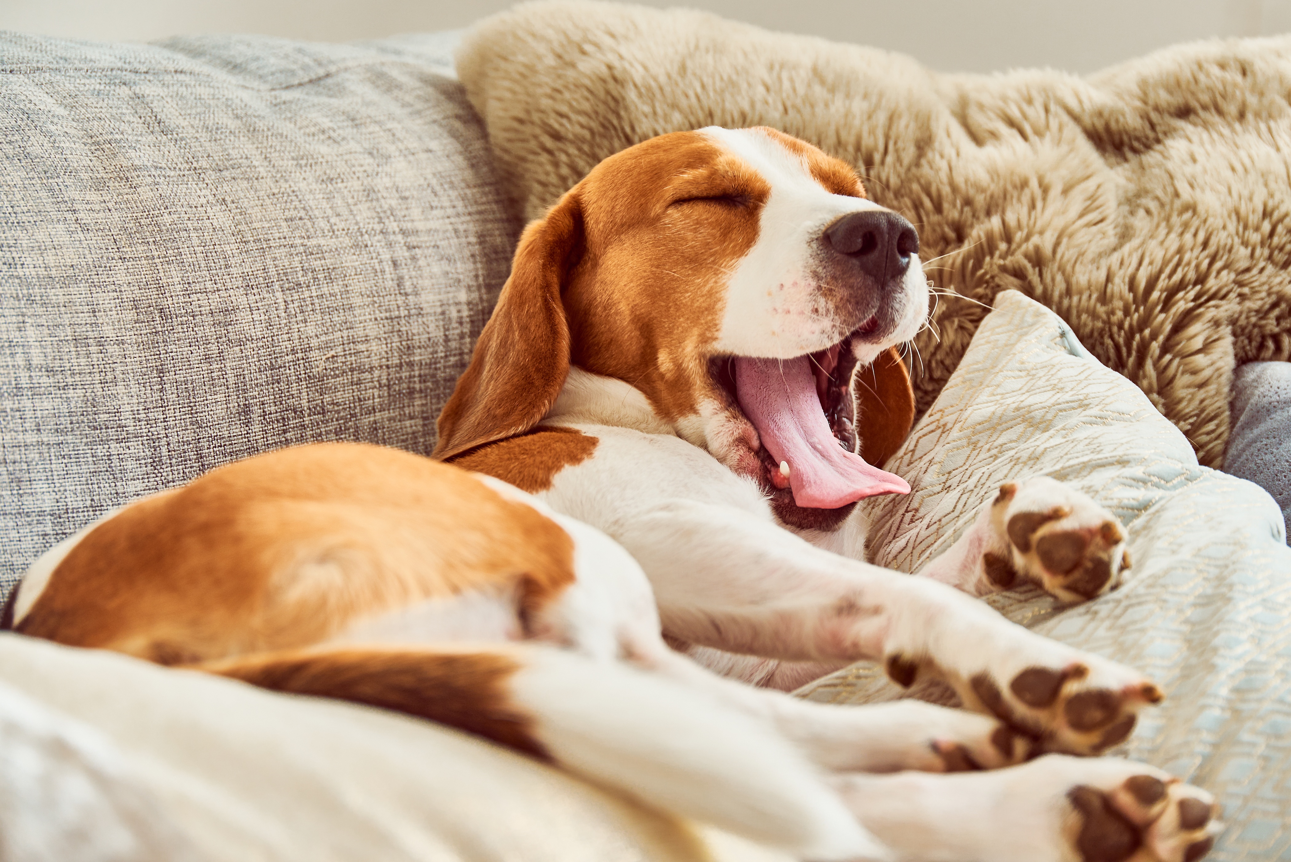 Dog laying on the couch stock image