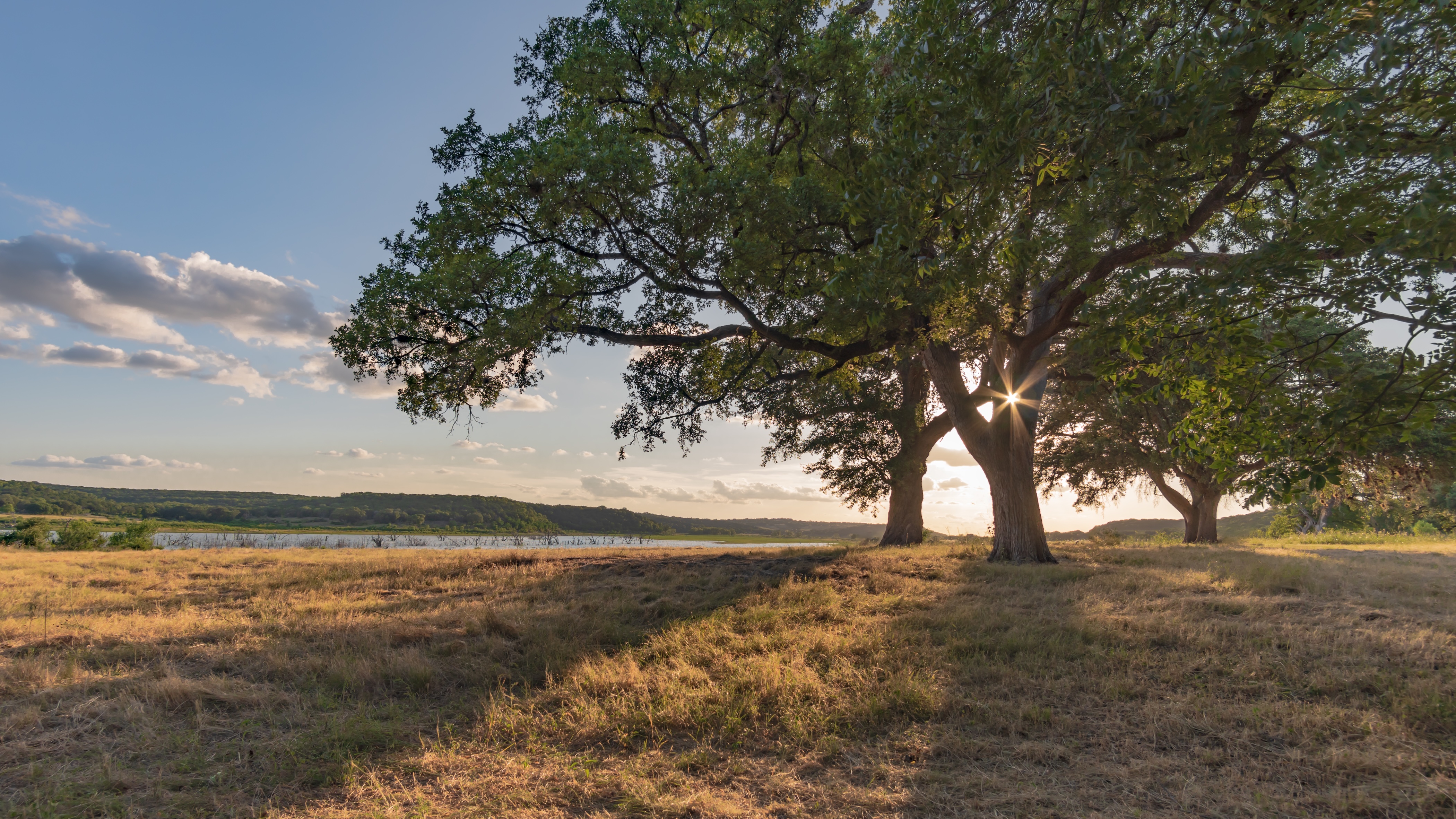 Oak tree stock image