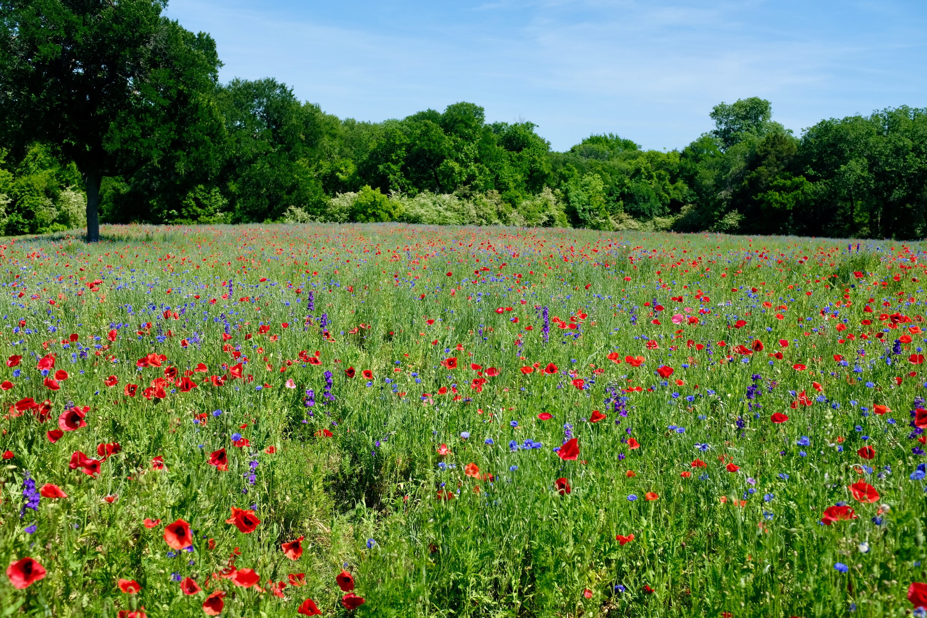 Texas poppies in a field stock image