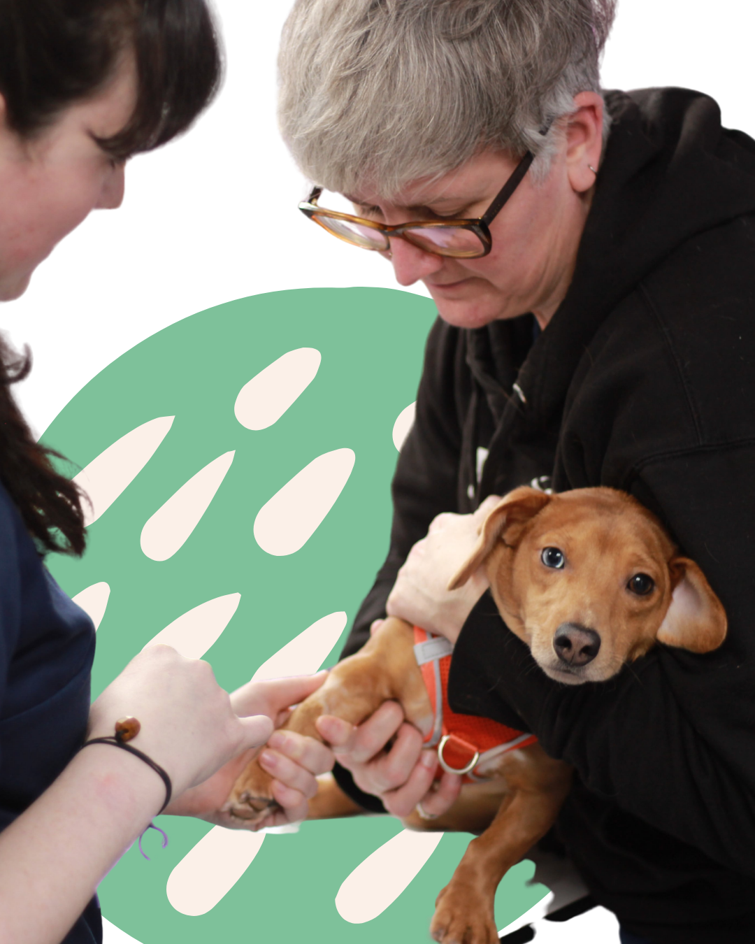Two people examining a small brown dog’s paw, the dog wearing an orange harness.