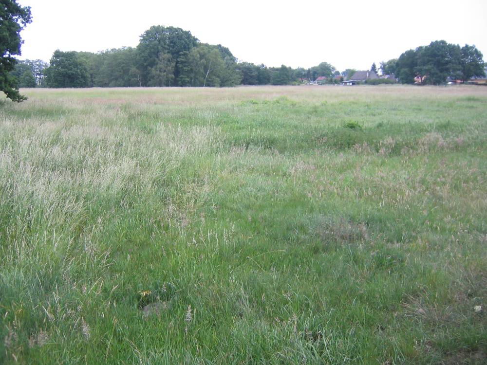 Acker und Grünland am Ortsrand von Nassenheide – Bild 1
