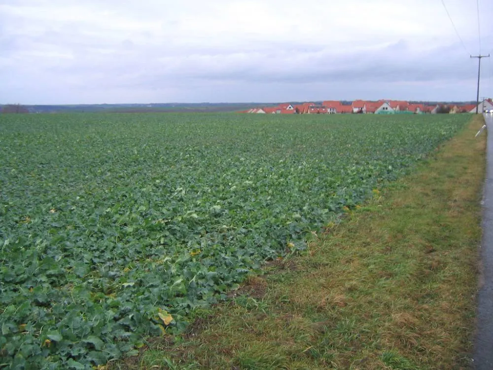 Provisionsfrei aus Abwicklung: 11,25 ha bester Ackerboden (am Ortsrand von Salzmünde bei Halle)