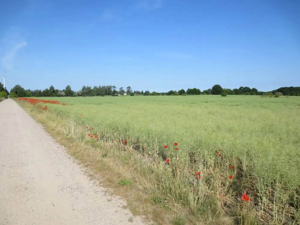 ca. 5,5 ha Landwirtschaftsflächen nördlich von Berlin – Bild 1