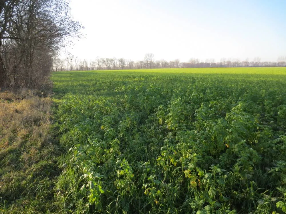 ca. 26 ha Acker & Grünland in der Ostprignitz (Ankauf) – Bild 1