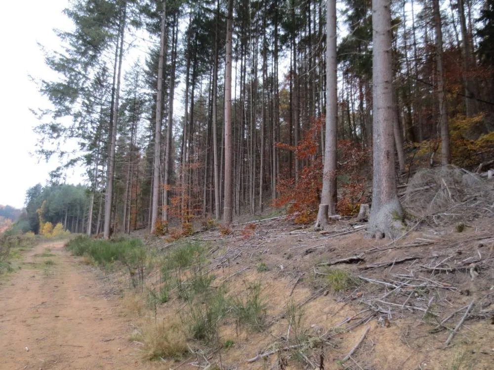 Provisionsfrei: Grundstück mit ca. 24.374 qm im B-Plan-Gebiet „Gewerbegebiet an der K 36“ in Lemberg (bei Pirmasens) – Bild 5