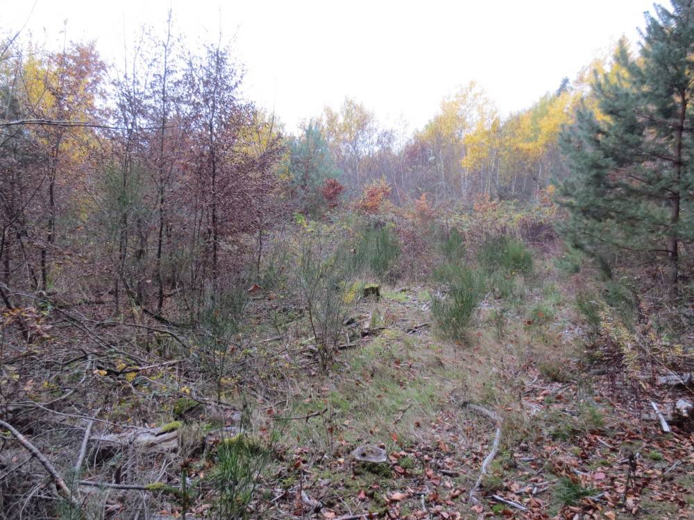 Provisionsfrei: Grundstück mit ca. 24.374 qm im B-Plan-Gebiet „Gewerbegebiet an der K 36“ in Lemberg (bei Pirmasens) – Bild 2