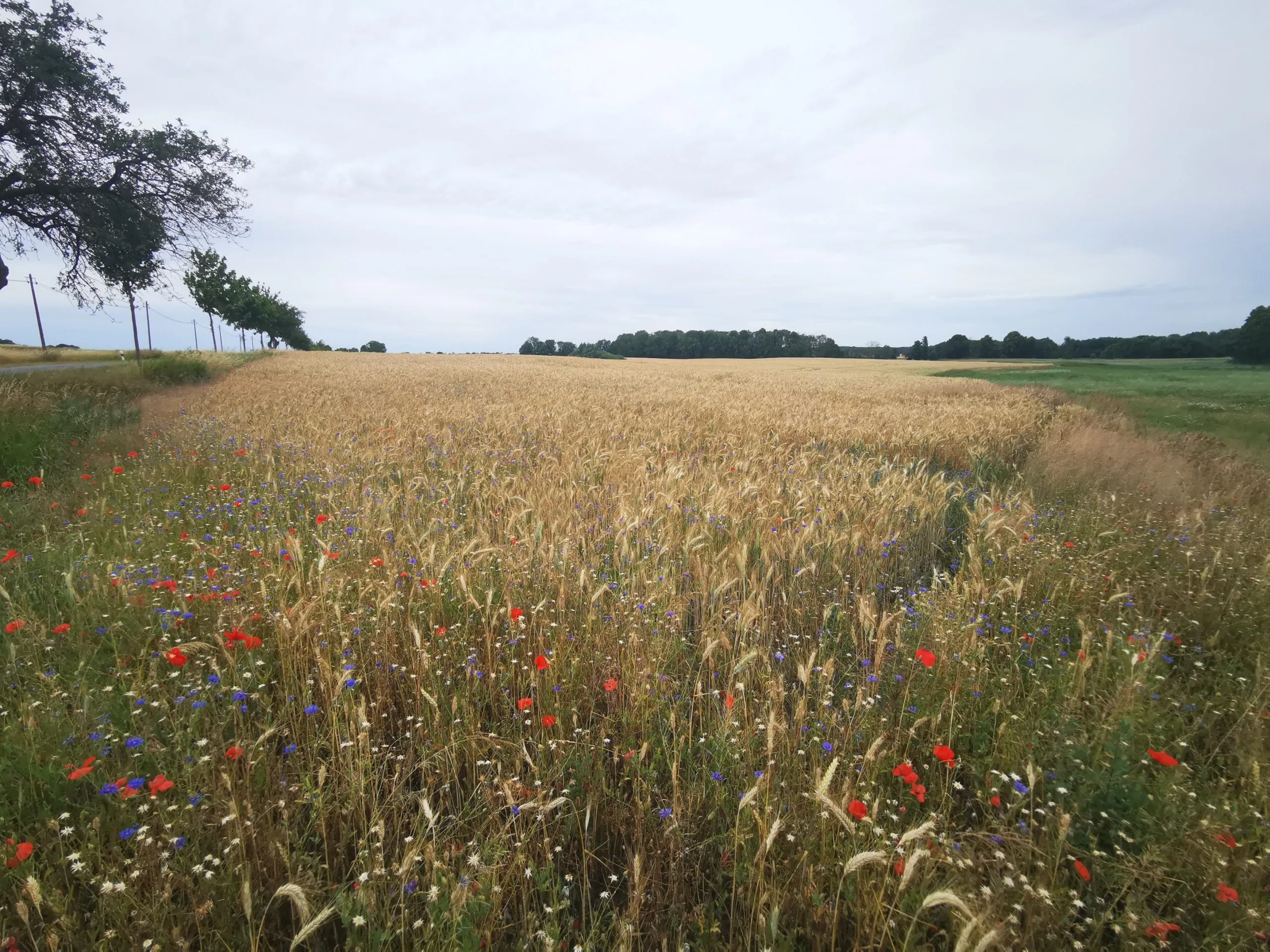 Ca. 70 ha Landwirtschaftsfläche (langfristig verpachtet) in der Nordwestuckermark (provisionsfrei) – Bild 11