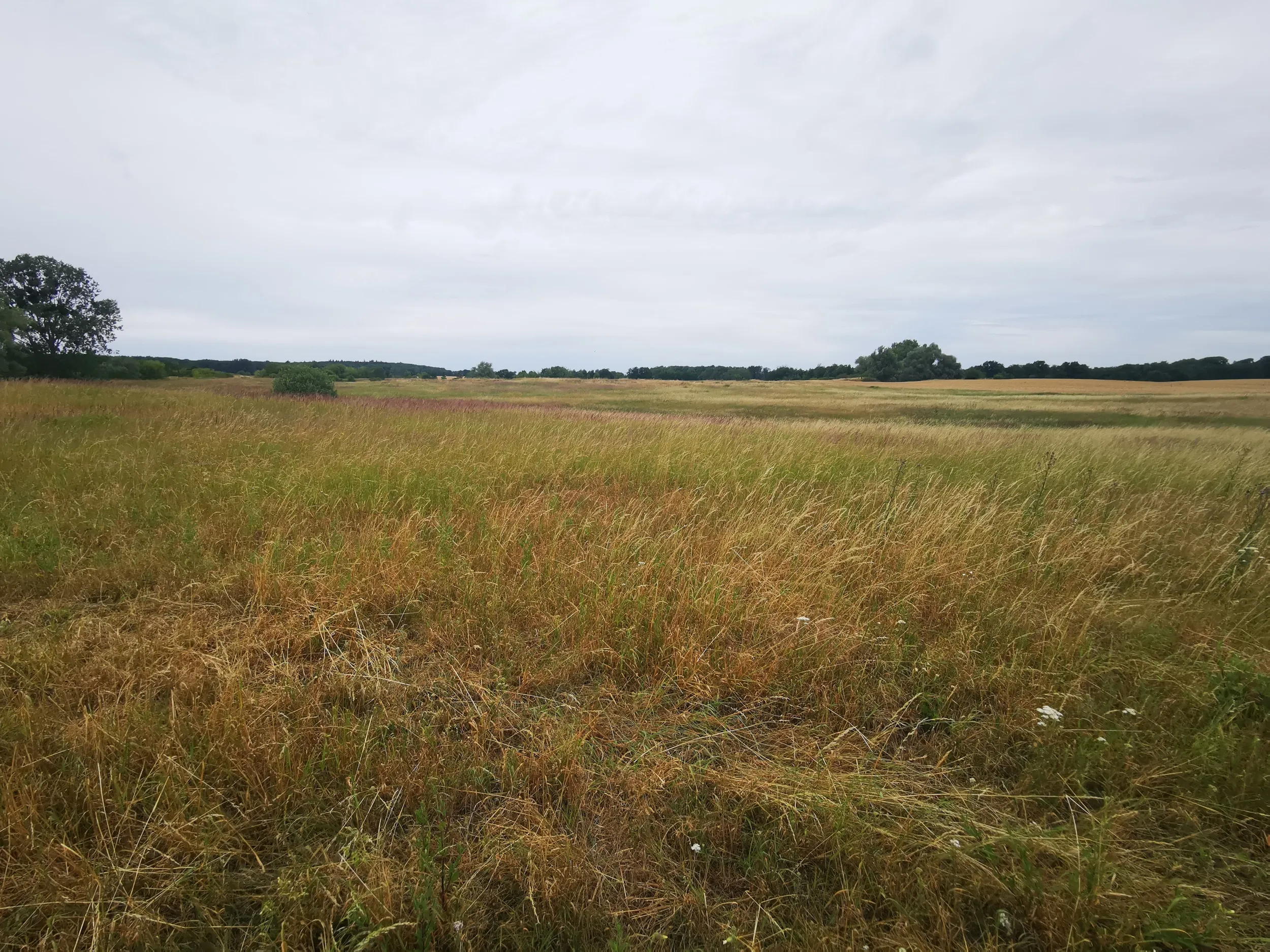 Ca. 70 ha Landwirtschaftsfläche (langfristig verpachtet) in der Nordwestuckermark (provisionsfrei) – Bild 9