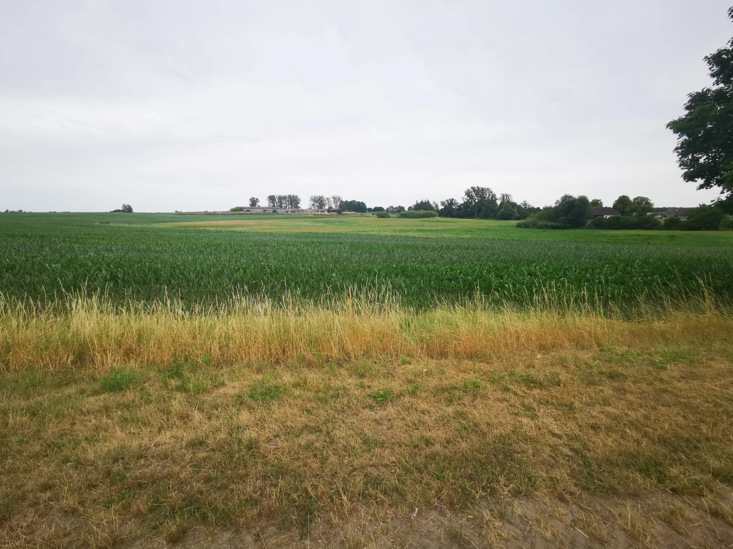 Ca. 70 ha Landwirtschaftsfläche (langfristig verpachtet) in der Nordwestuckermark (provisionsfrei) – Bild 7
