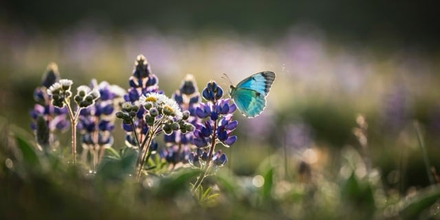 Blue butterfly perched on purple wildflowers in a blurred garden meadow