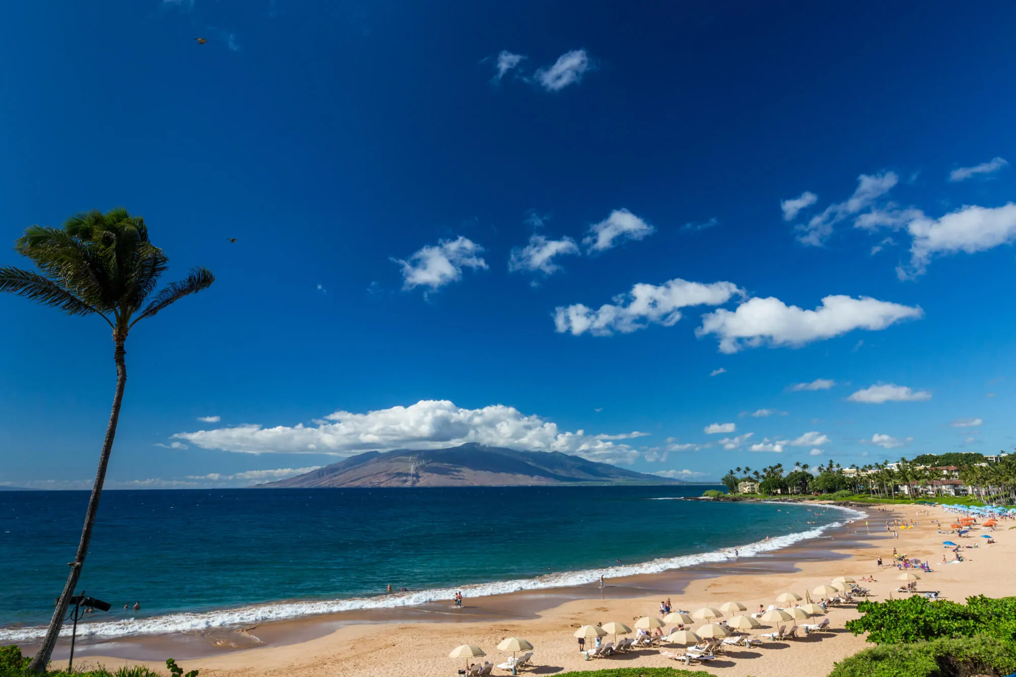 beach at maui with blue skies, palm tree and umbrellas on beach