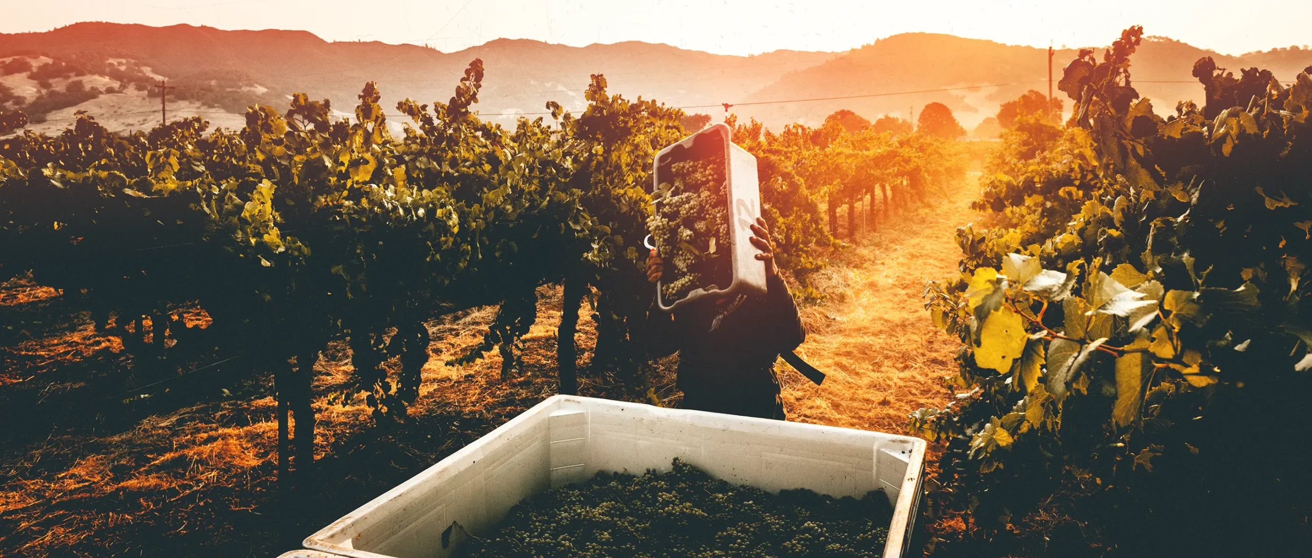 image of vineyard landscape (for a winery)