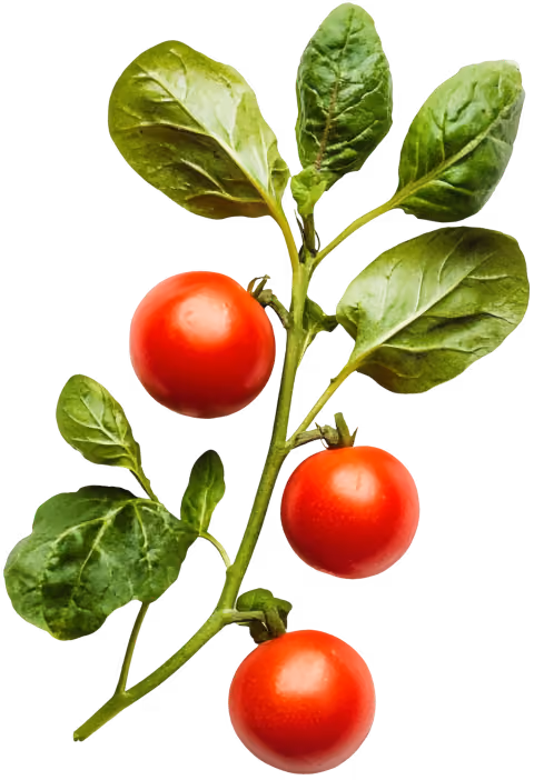 Three ripe red tomatoes attached to a green leafy stem against a transparent background.