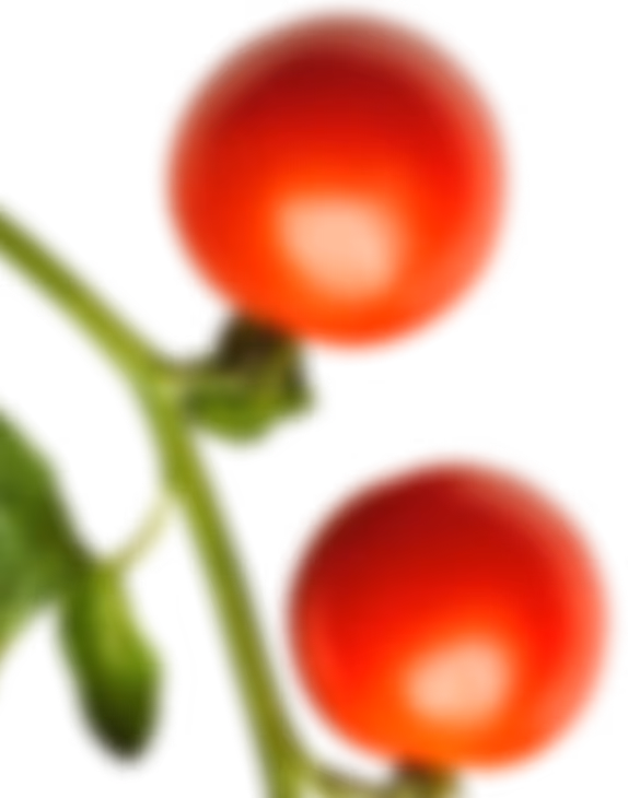 Two ripe red cherry tomatoes attached to a green vine with a blurred background.