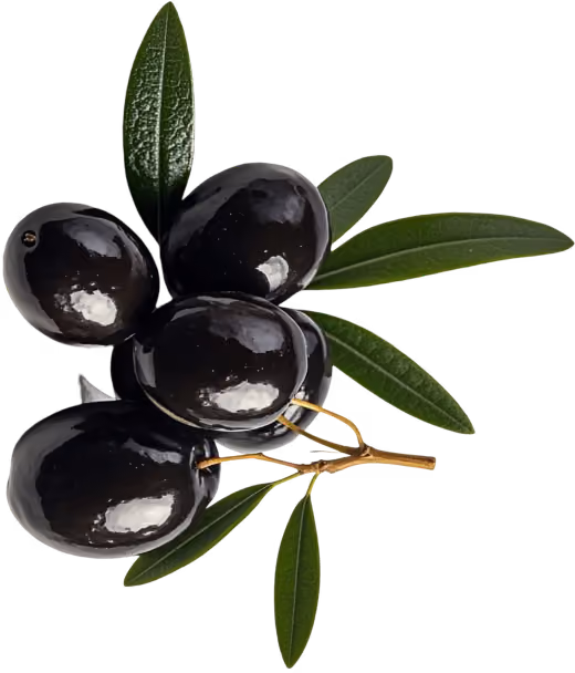 Cluster of four shiny black olives with green olive leaves on a small branch.