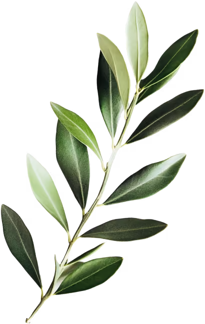 Single branch with green and light green olive leaves isolated on a white background.