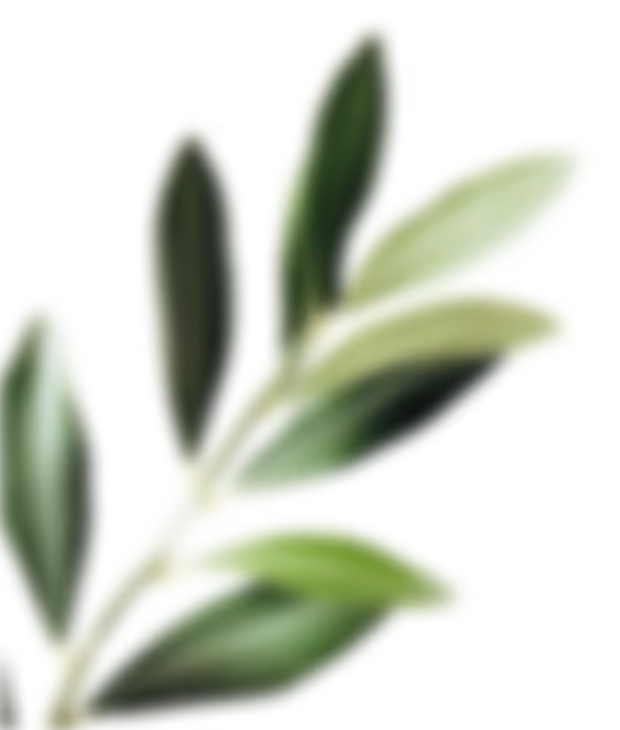 Close-up of a green olive branch with oval leaves on a transparent background.