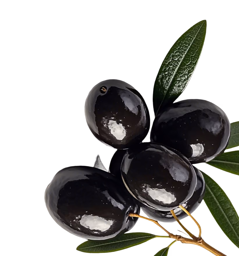 Cluster of shiny black olives on a small branch with green leaves.