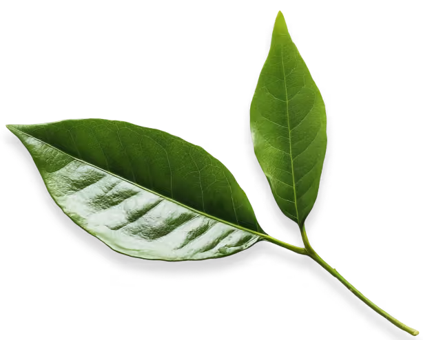 Two fresh green tea leaves with prominent veins on a transparent background.