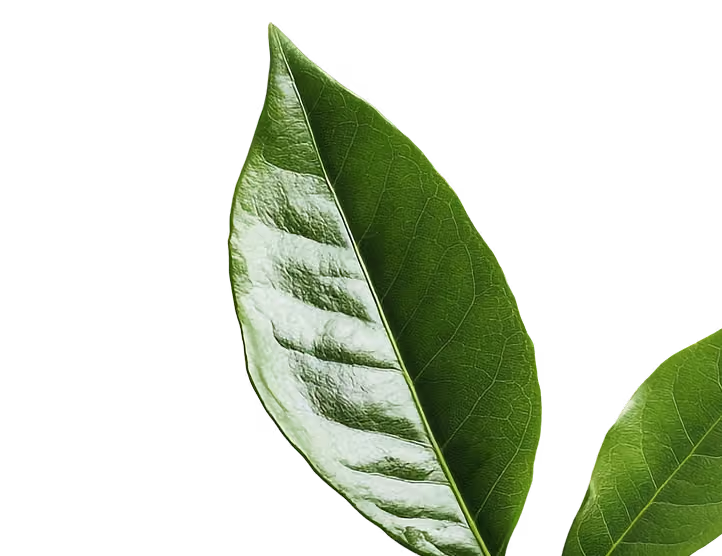 Close-up of two glossy green tea leaves on a black background.