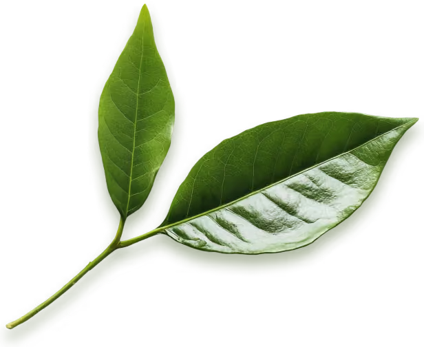 Two shiny green tea leaves attached to a small stem isolated on a transparent background.